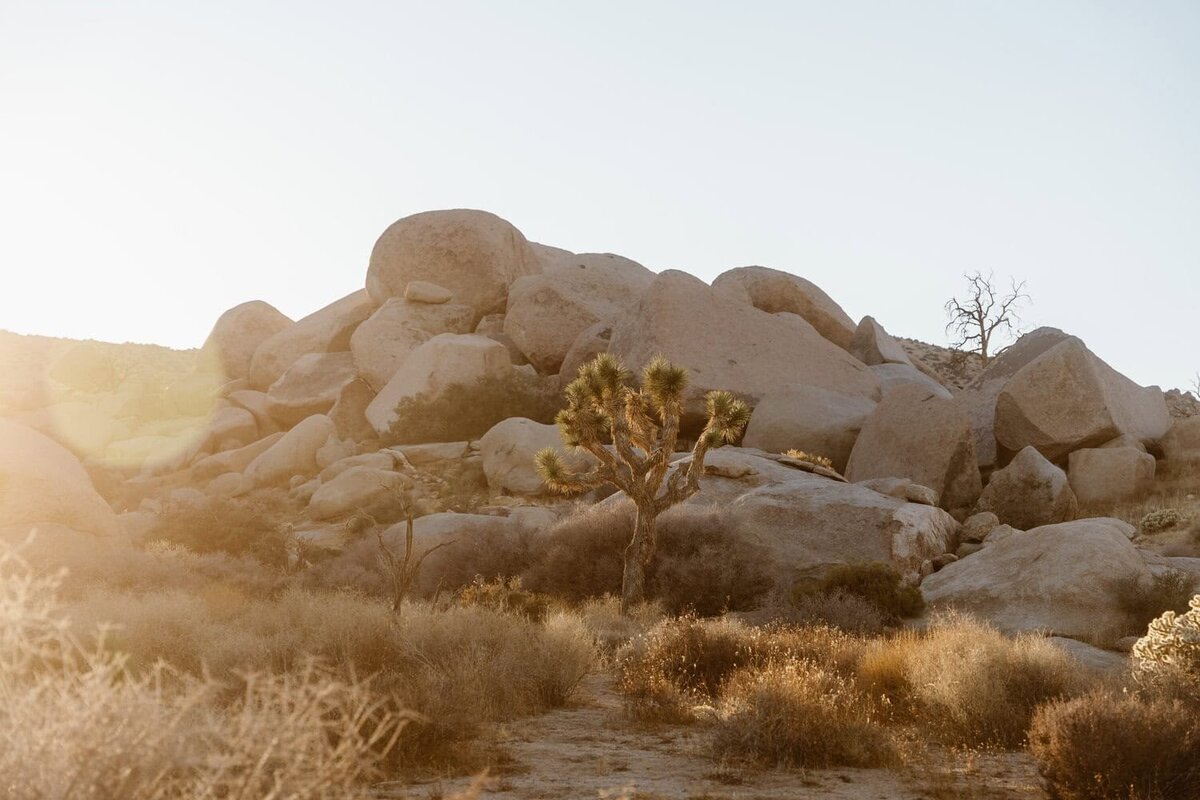 Couple holding hands in field of lava rocks