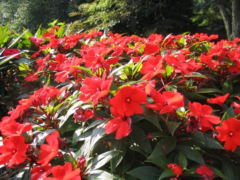 impatiens-new-guinea2
