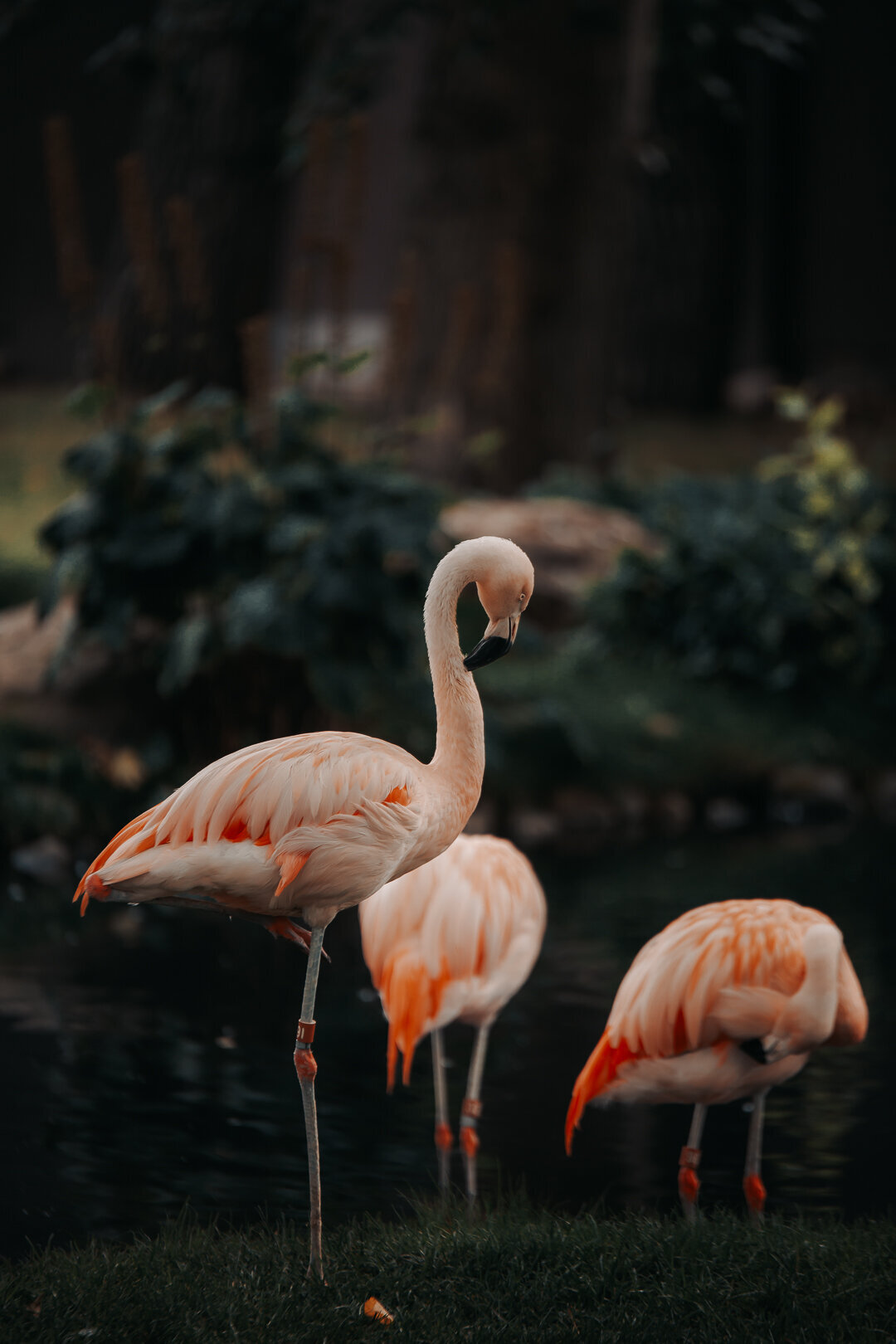 EDP Wildlife-180829-130
