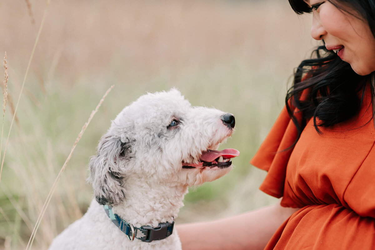 A dog looking lovingly at his owner, captured by Denise Van Photography