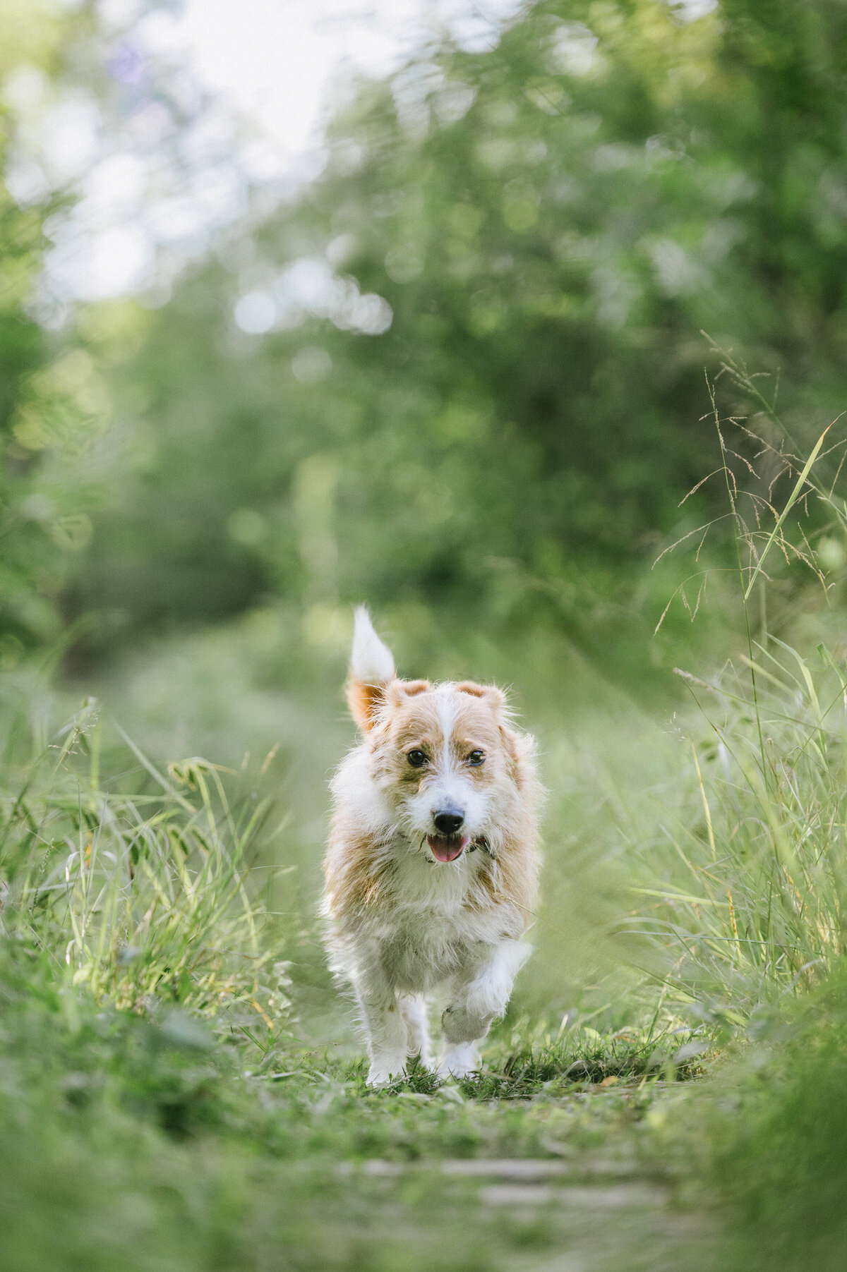 terrier-mix-dog-photogrpahy