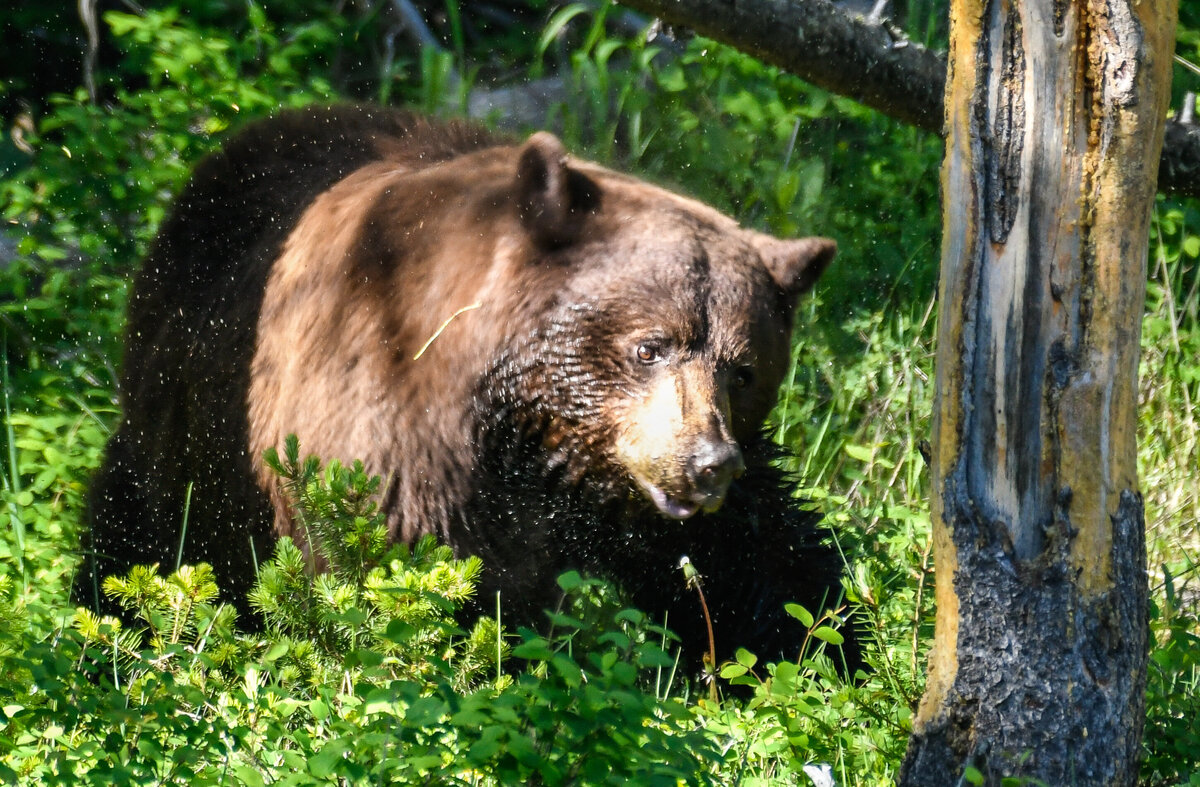 Black Bear 