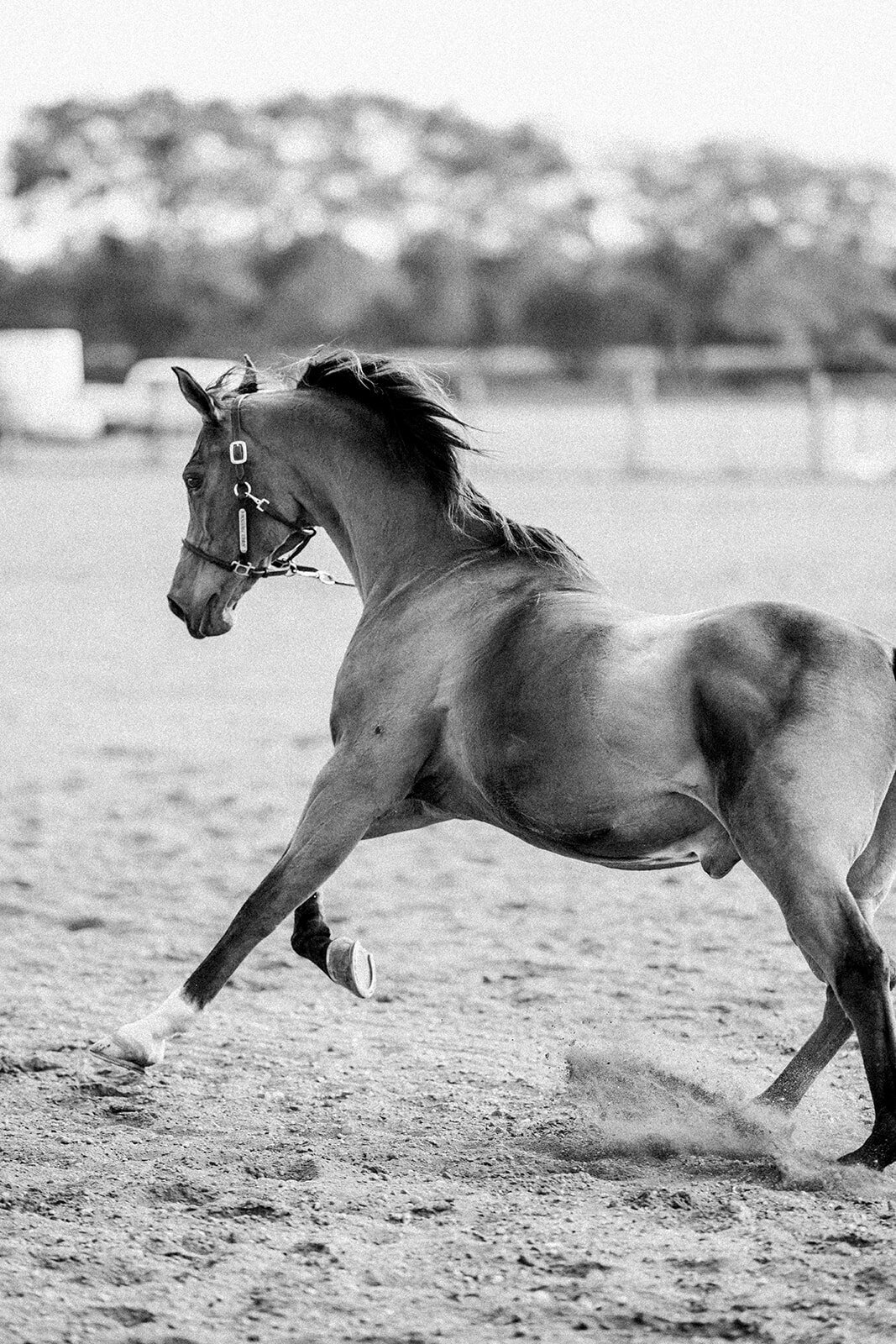 Equestrian Photography296
