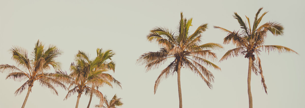 Very Tall Palm trees 