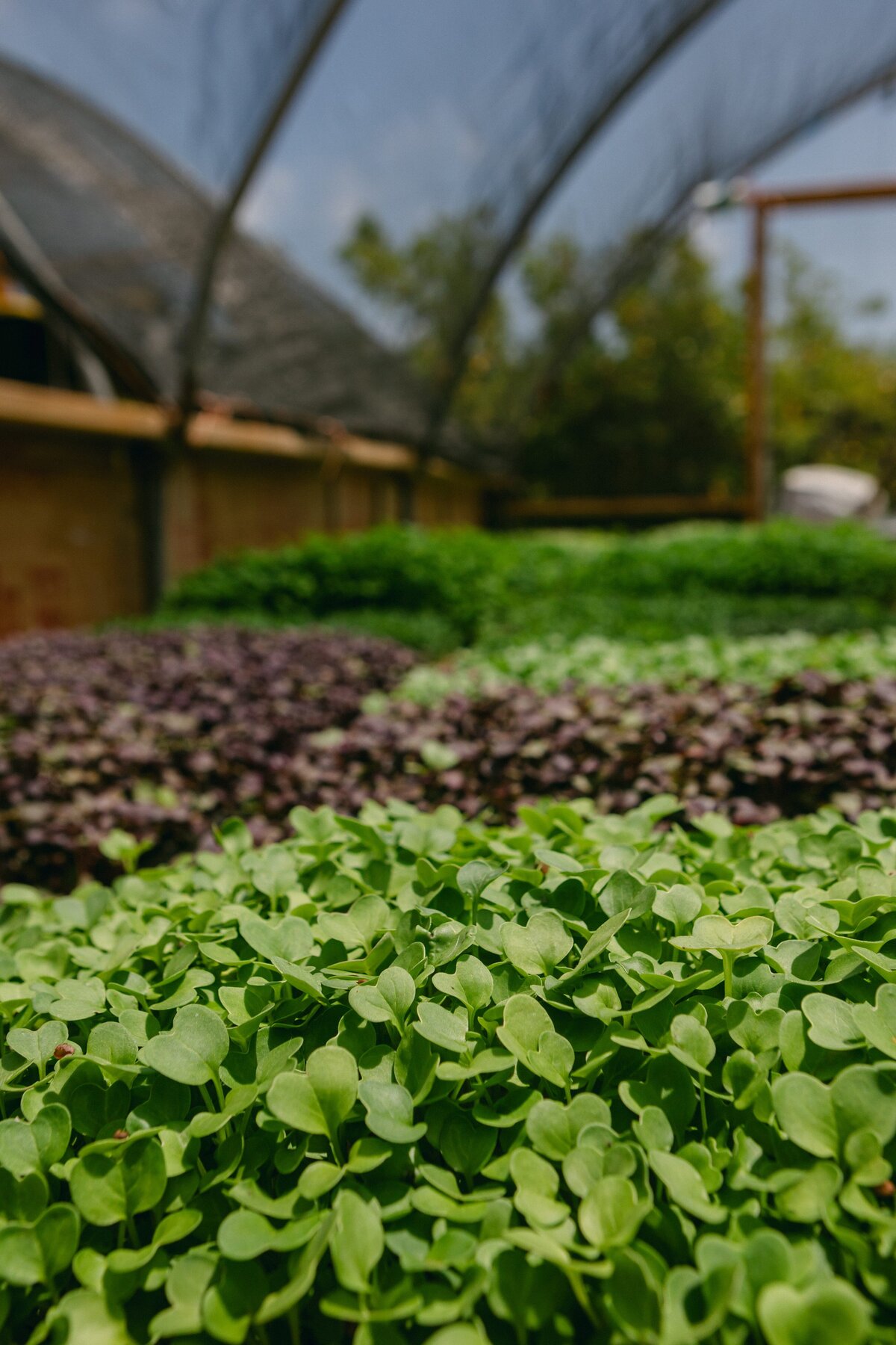 Channel-Islands-Micro-Greens-Local-Farmers-Markets-0019