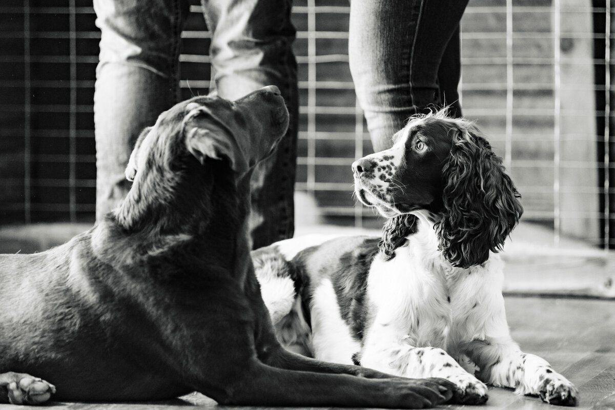 two dogs at professional baby photos 