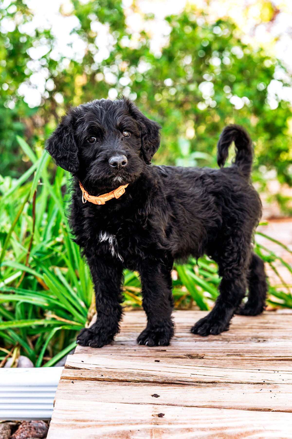 005_shepadoodles copy