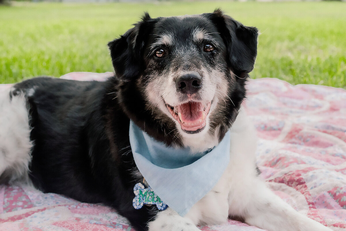 New Orleans Pet Photographer 20