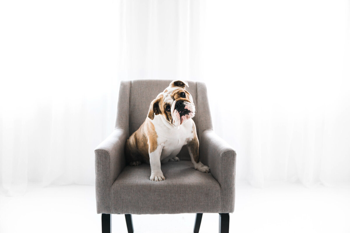 Pet Photographer Grand Junction - 132