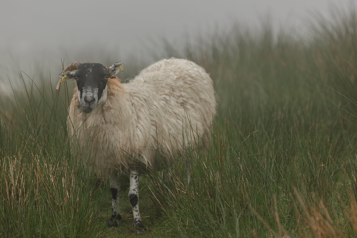 Ireland-Sheep-Travel Photographer-Kate Neal Photography