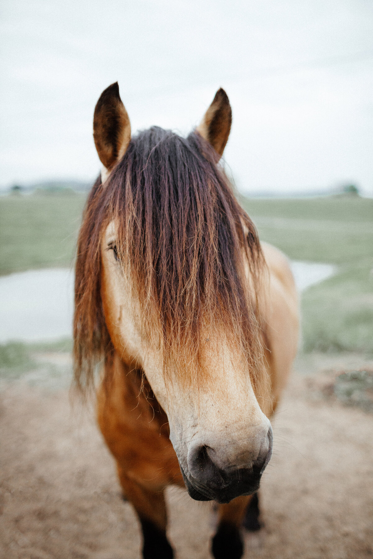 SaraCoffinPhoto-Horse-2