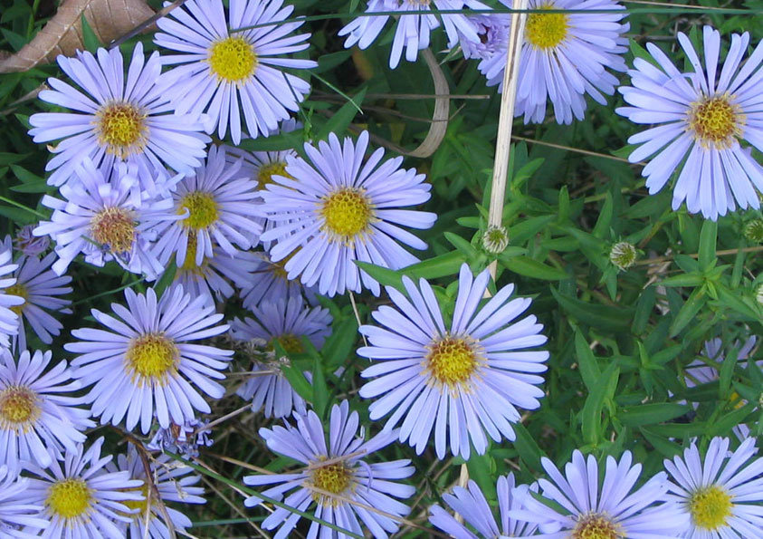 kønne-planter-billede14