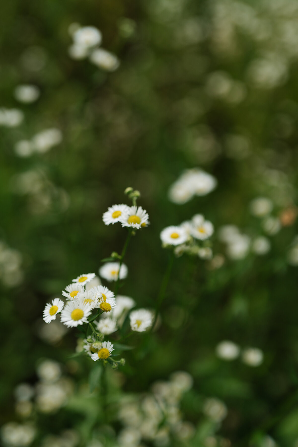 20240717-DSC01091