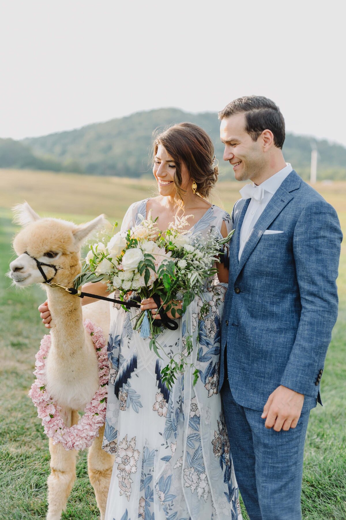 adorable wedding alpaca moment l hewitt photography-1