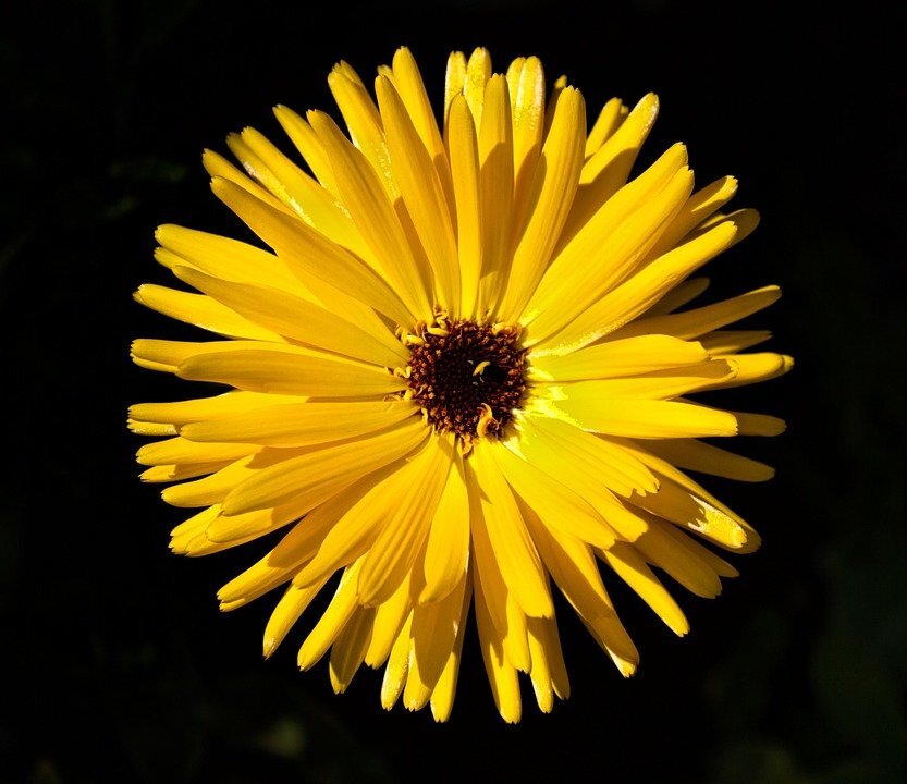 plant-691409_960_720