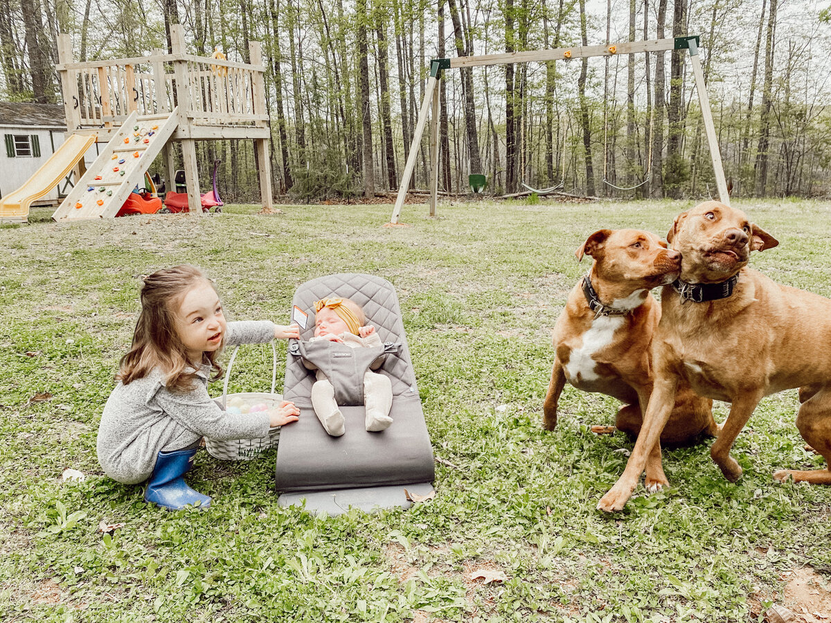 Photo of Three Bridge Photography dogs