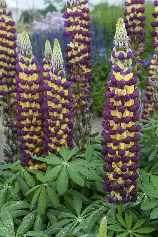 Lupinus_Manhattan_Lights1
