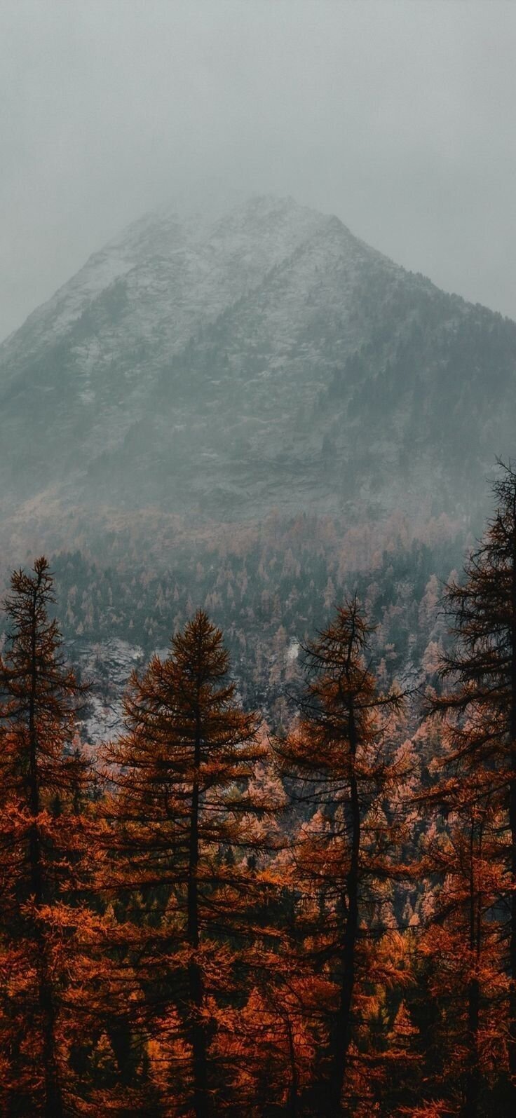 _ (52)
