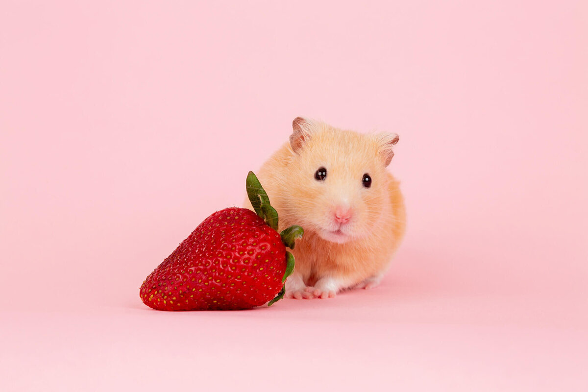 Blonde hamster with a strawberry on pink backdrop