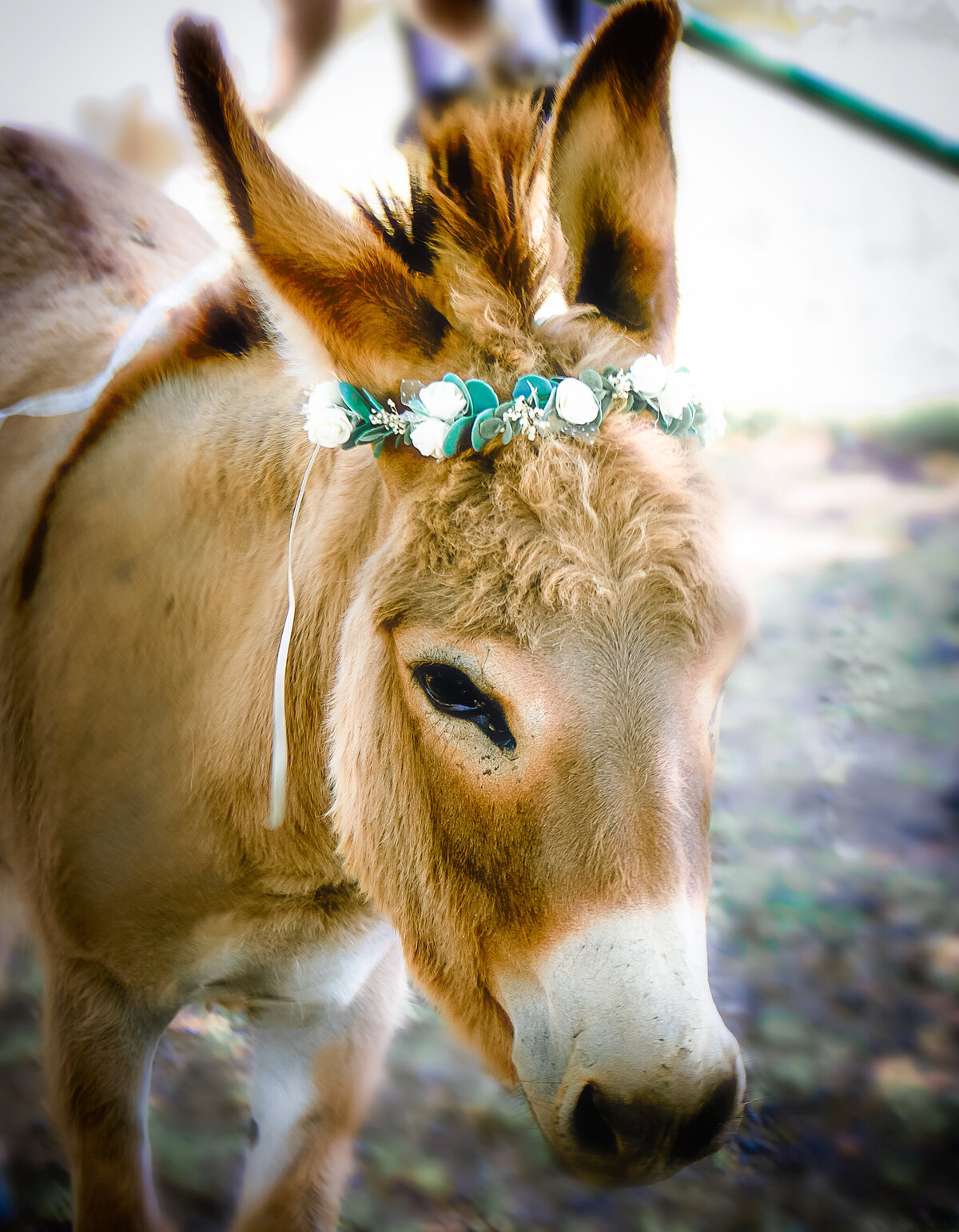 donkey