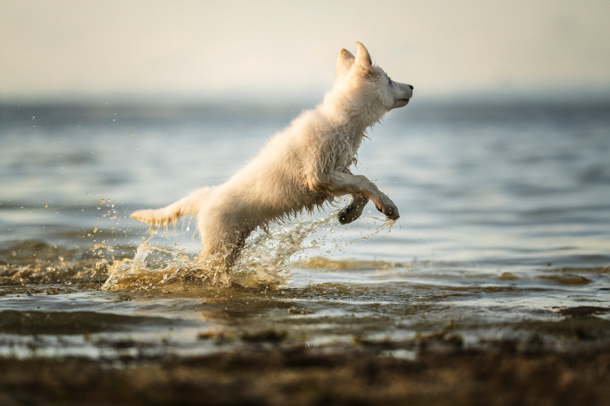 Hundefotografie-chemnitz-Tierfotografie-fotograf-Uhldingen-Bodensee-Hamburg-Dresden-Erfurt-Konstanz-8