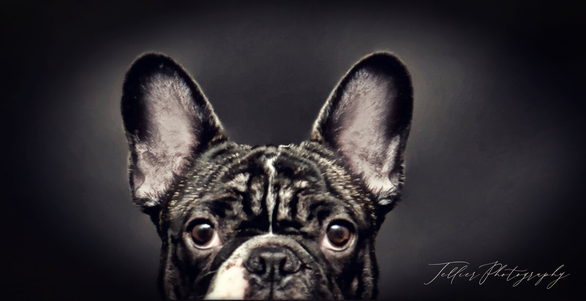 cute Frenchie photo