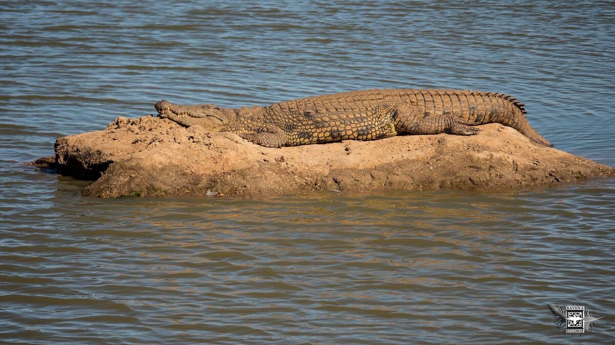 Raven 6 Studios and Jason Miller filming crocodiles in Namibia
