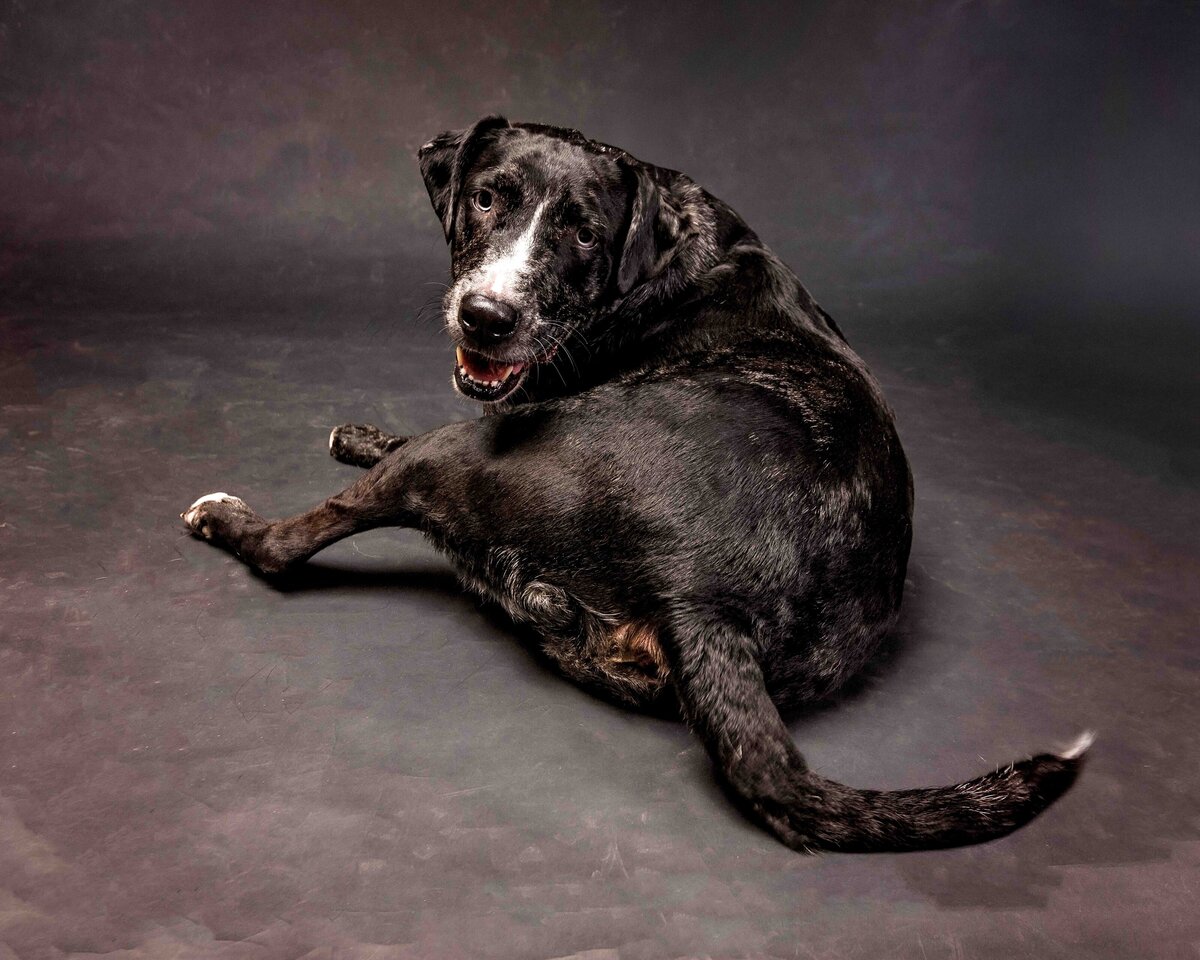 issaquah-dog-photogrpaher-5