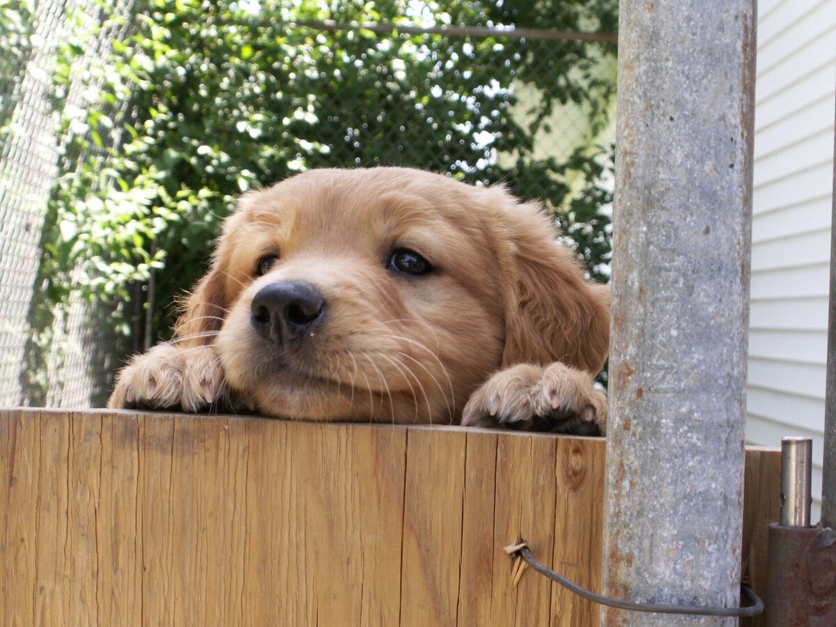 Appelgate-golden-retriever-puppies-Emmie-20