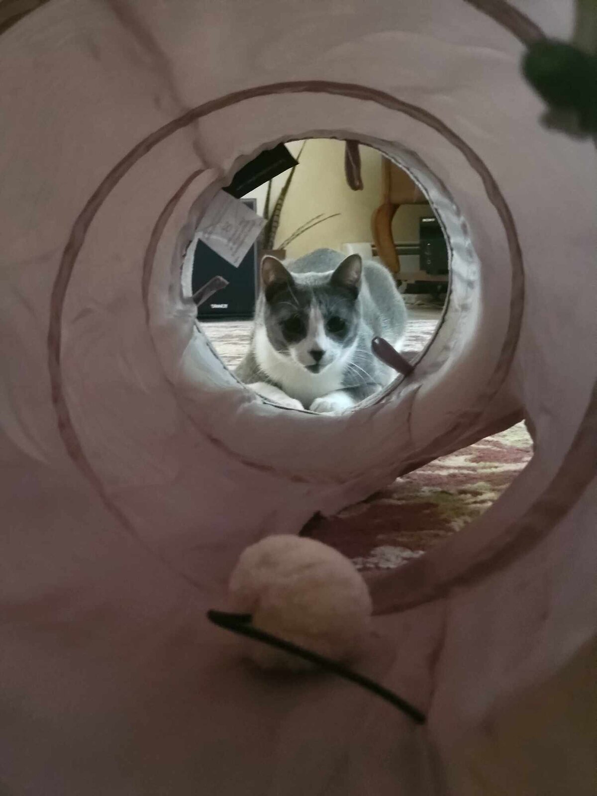 Tunnel