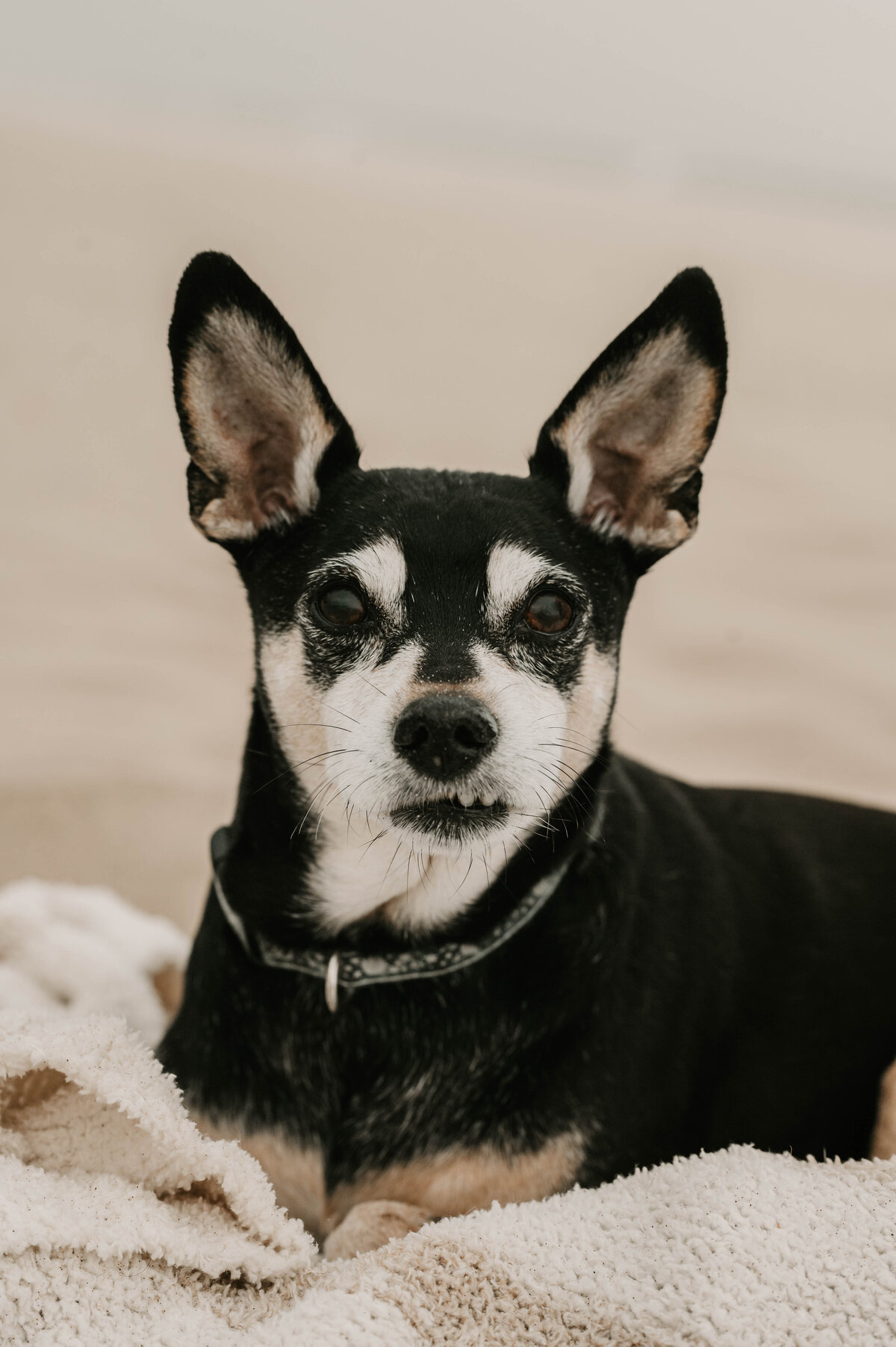 Sammy-5245