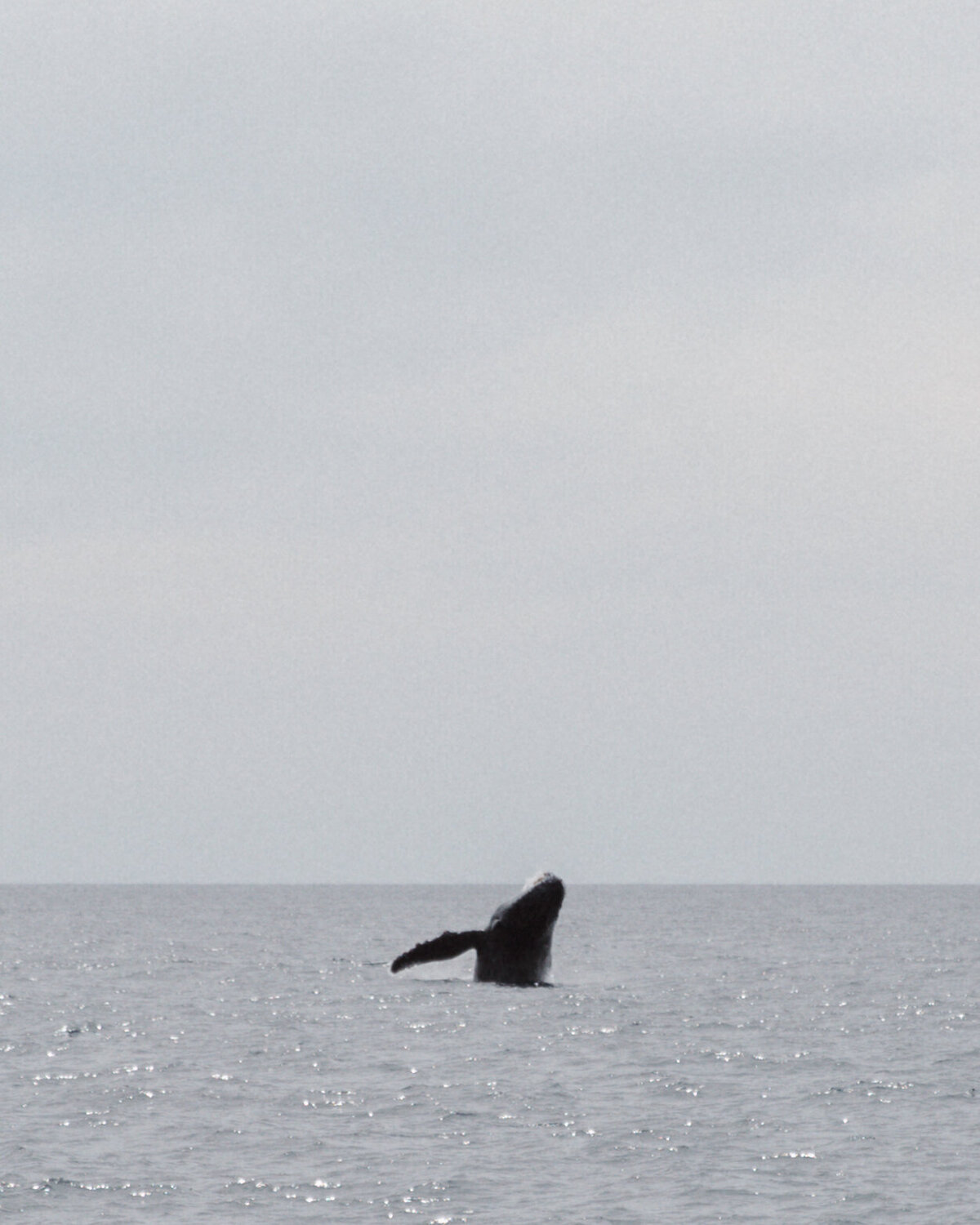 A whale jumps out of the water at a Cabo San Lucas wedding excursion.