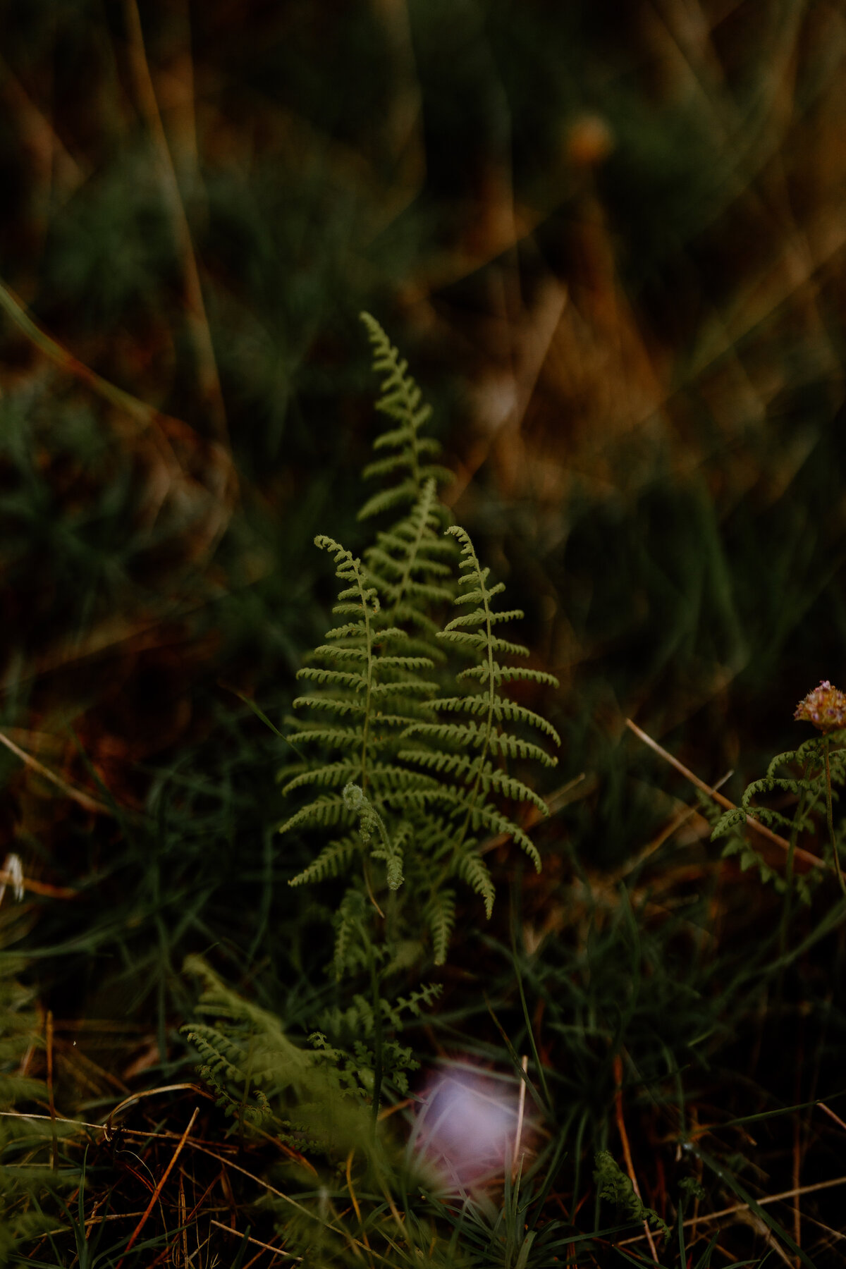 New Hampshire Elopement Portfolio