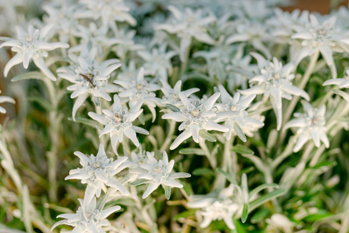 Wedding-Photographer-Zermatt3