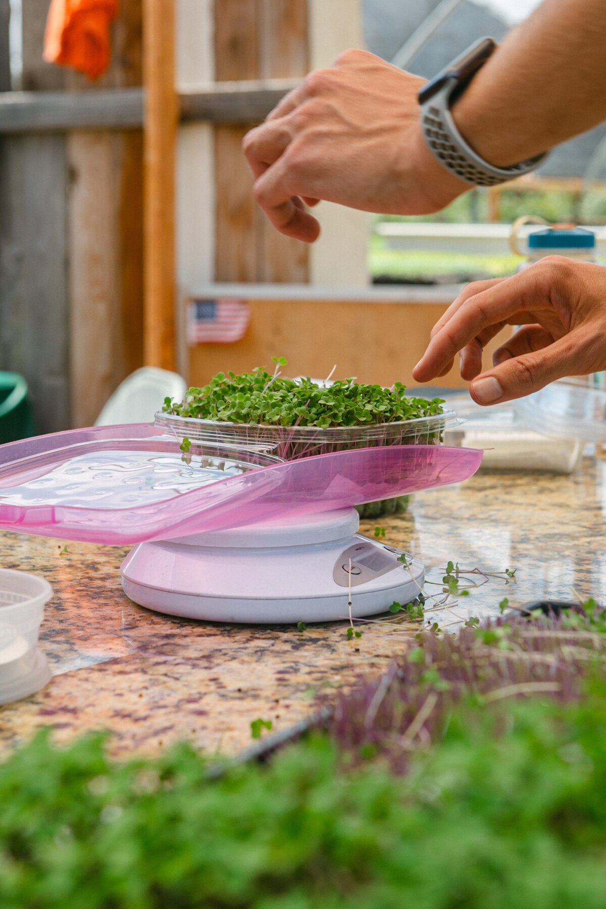 Channel-Islands-Micro-Greens-Local-Farmers-Markets-0034