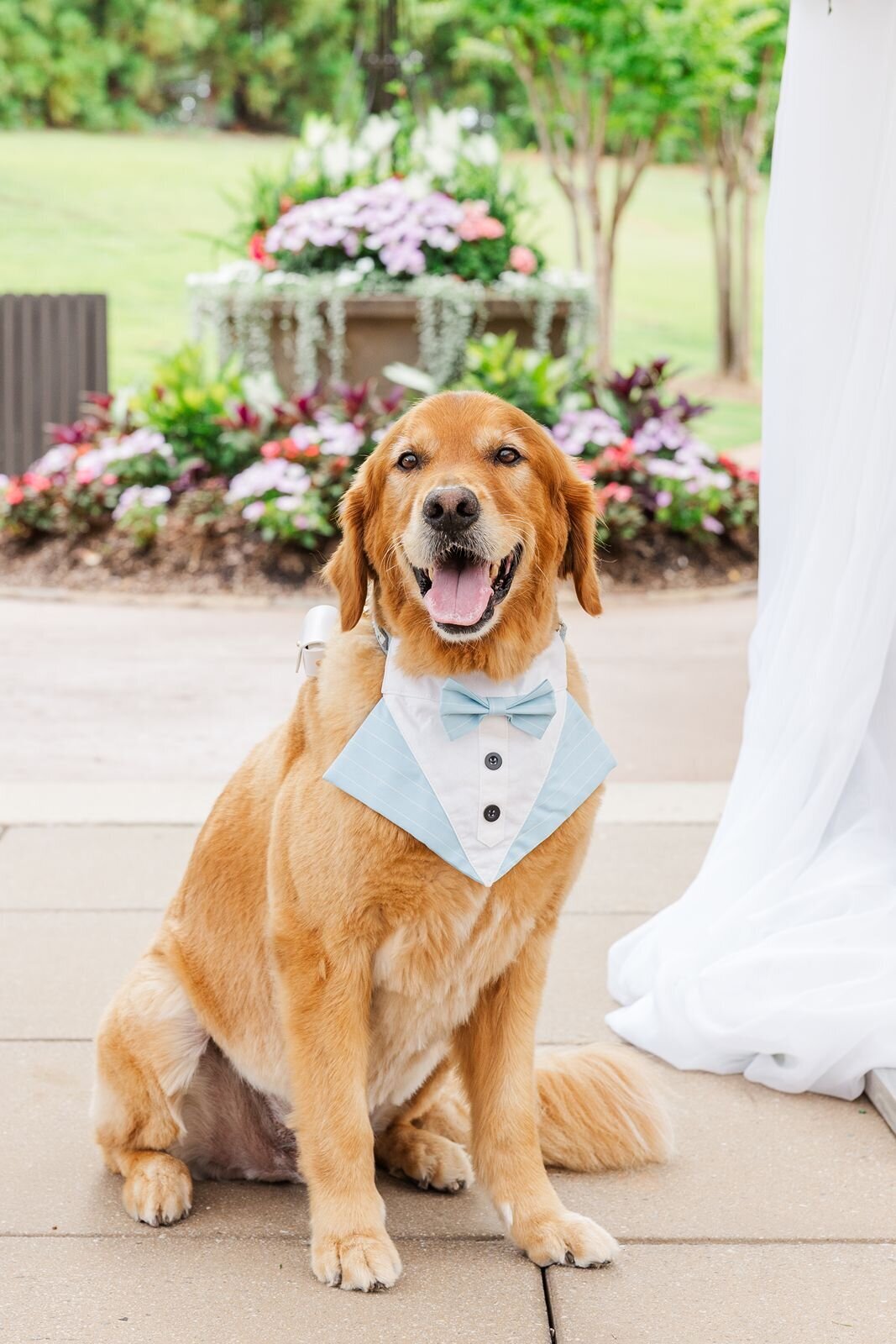 Golden retriever wearing blue tuxedo at a wedding