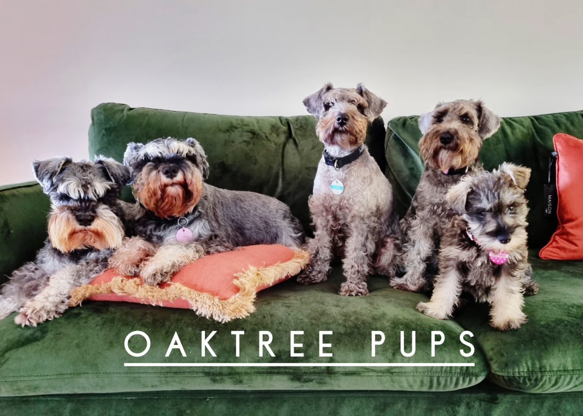 Oaktree Pups crew