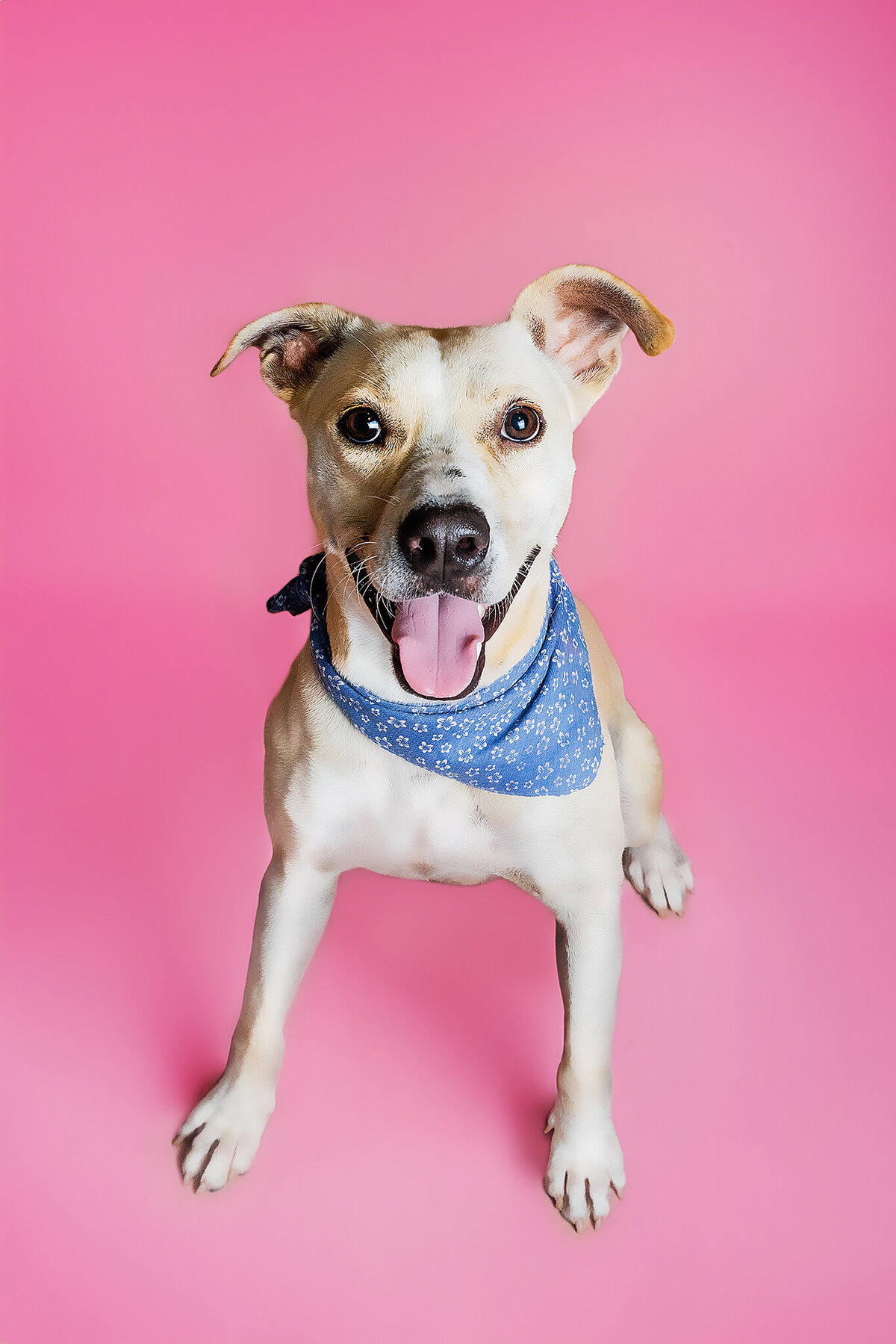 New Orleans Pet Photographer 82