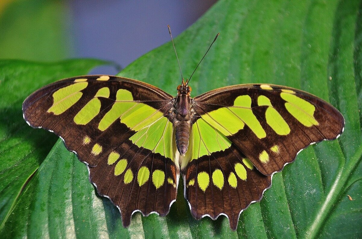 A butterfly on a leaf is a sign of nature's renewing power. The 45 Day Renewal—gentle Tai Chi Gung movements for balance, peace, & daily renewa