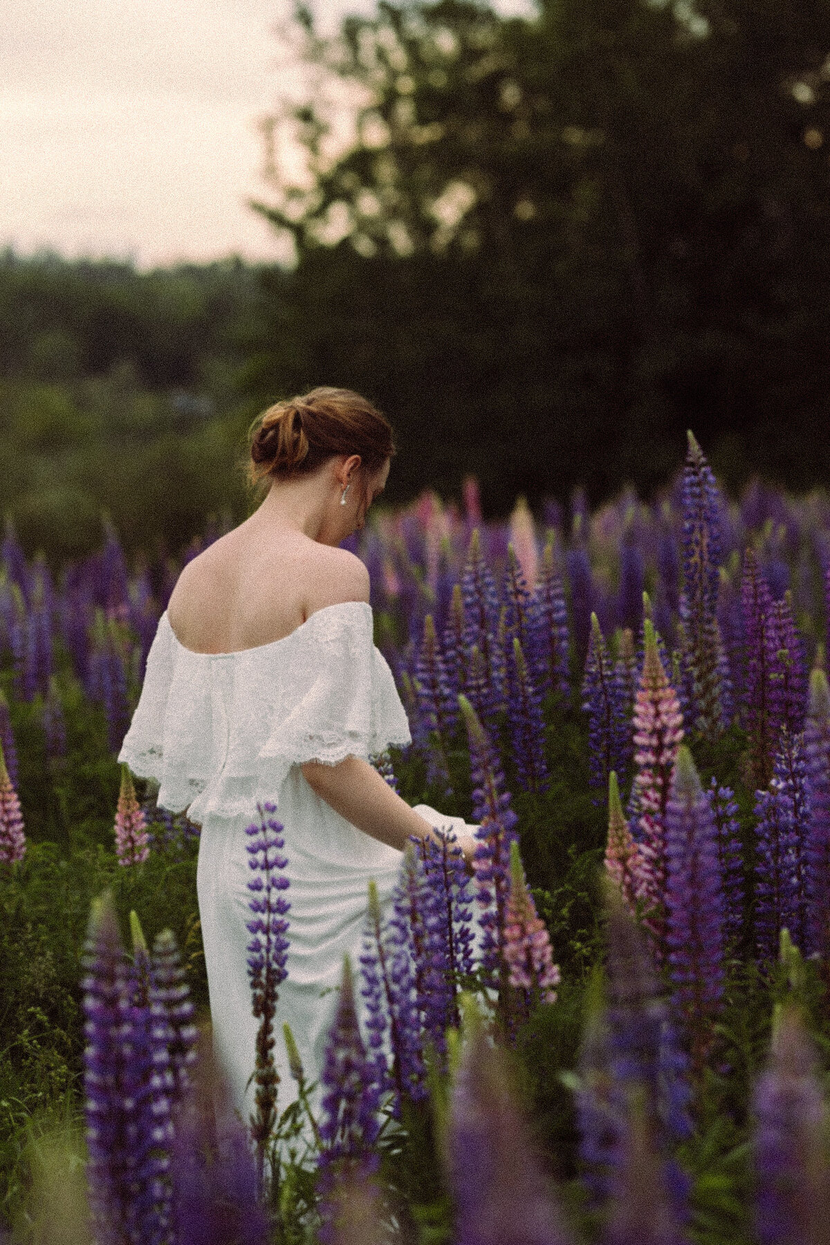 Viewing Lupines in Maine