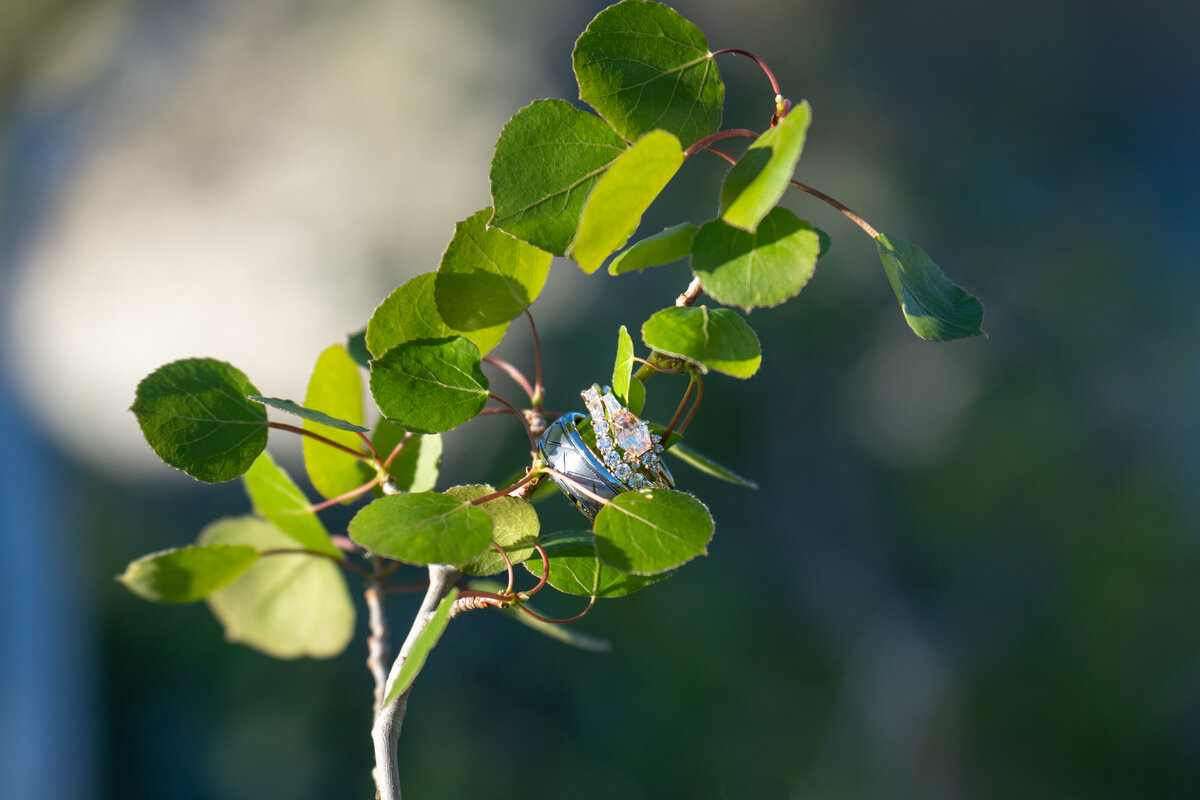 Rings looped around a small plant