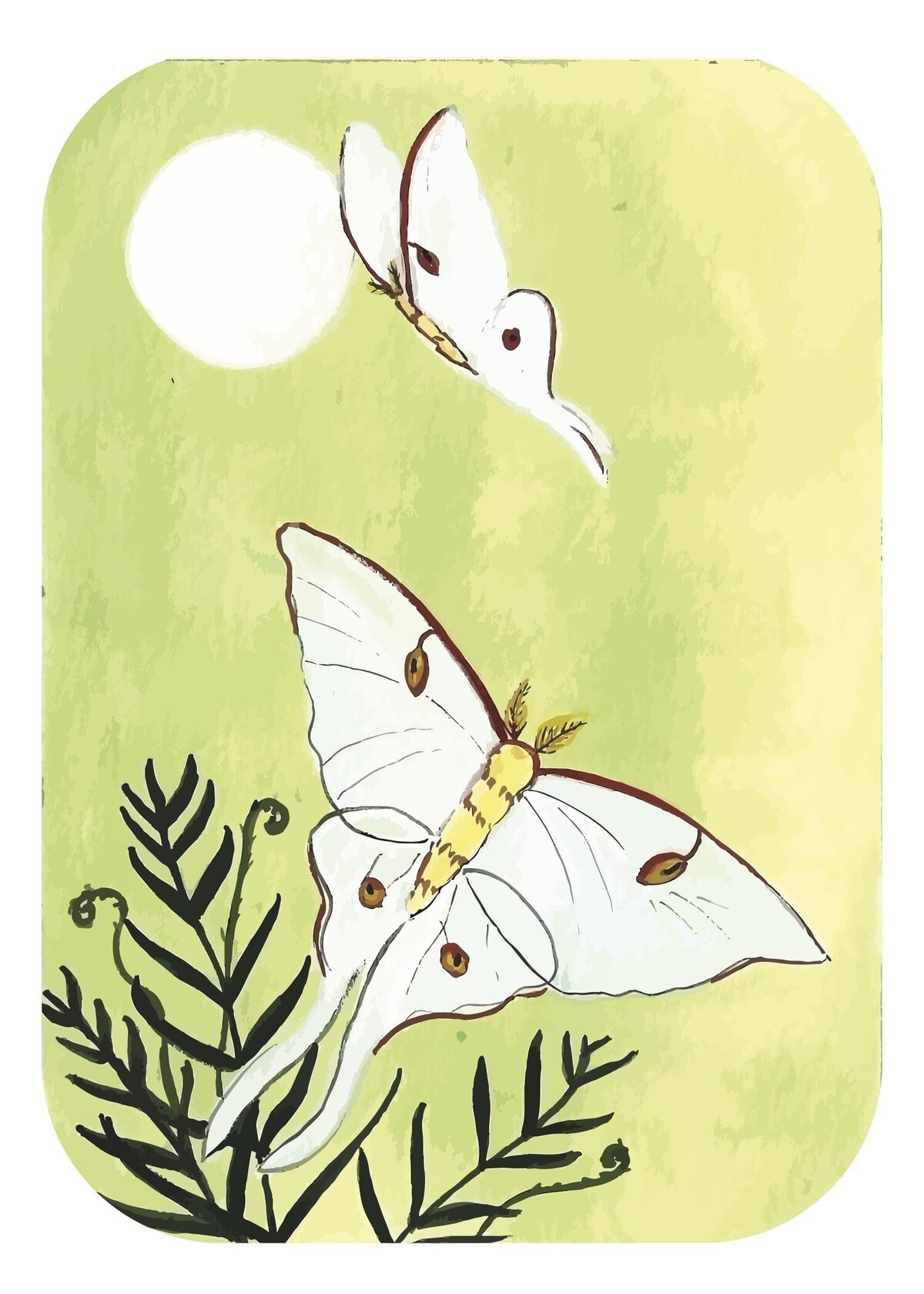 Luna Moths