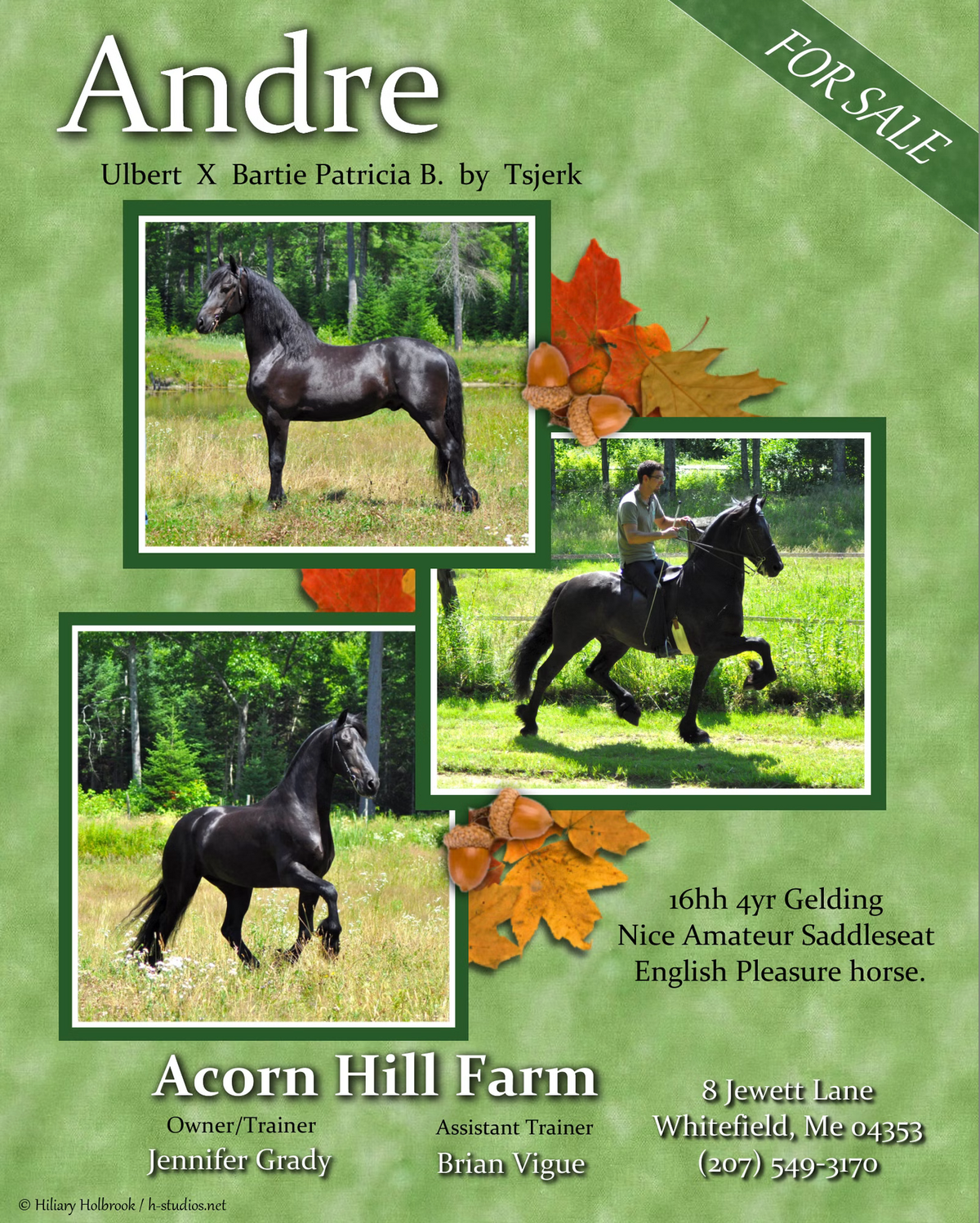 Friesian Horse for Sale advertisement