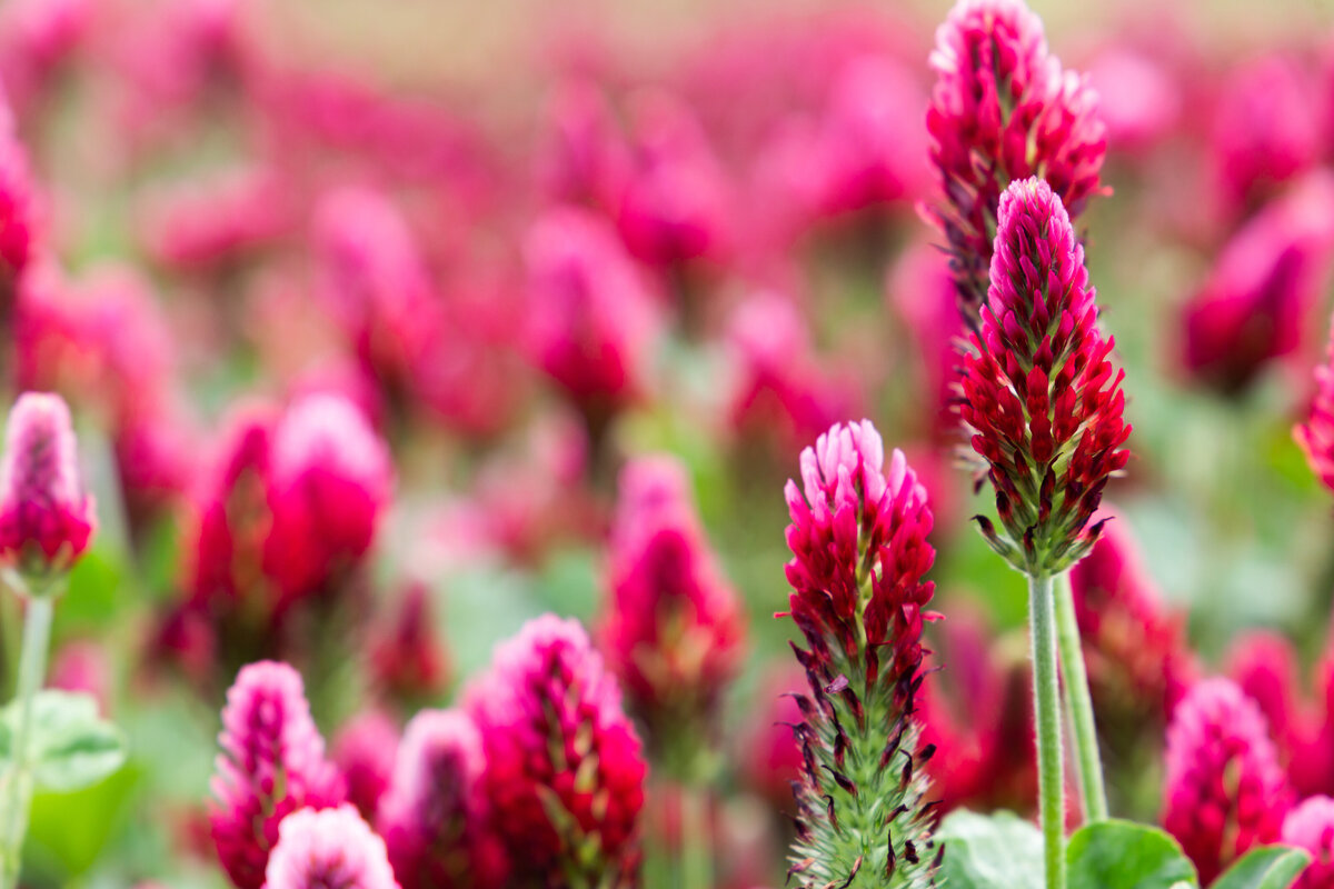 crimson clover