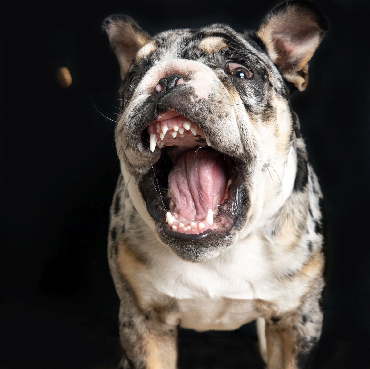 lilla-bordas-portraits-tampa-DOG-photographer1334_2