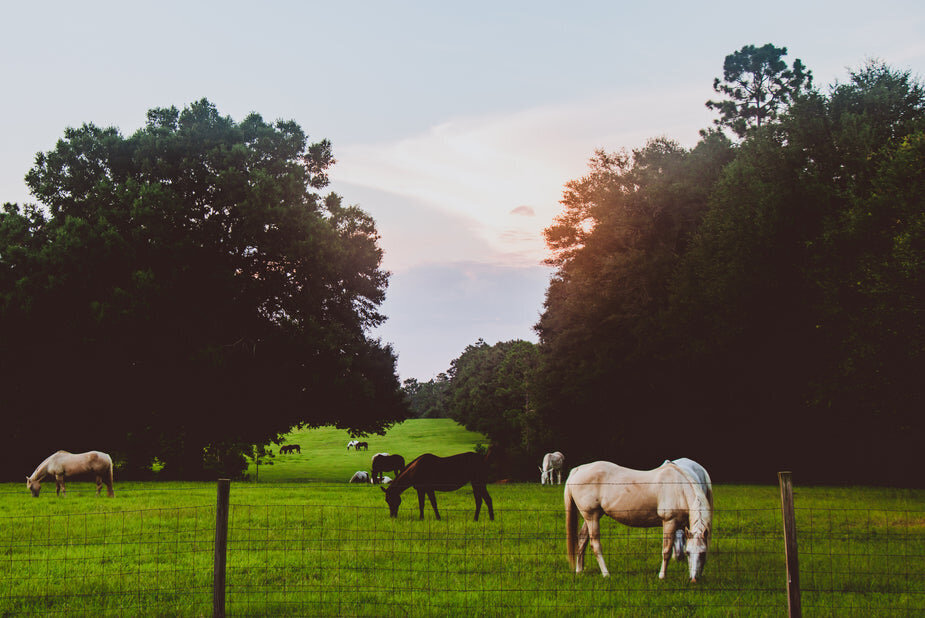 sunlight-over-grazing-horses