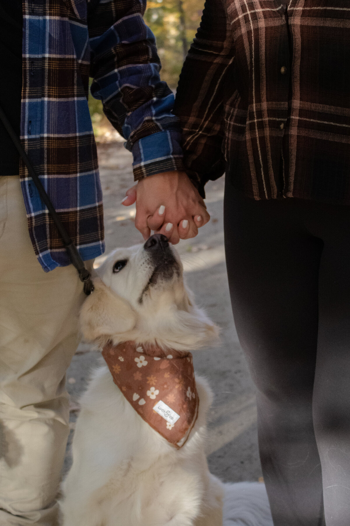 Surprise Engagement with Dog in Connecticut