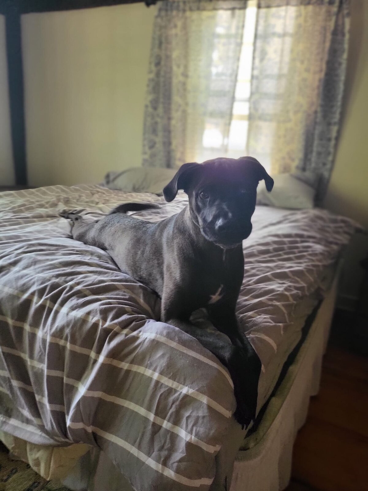 cute dog