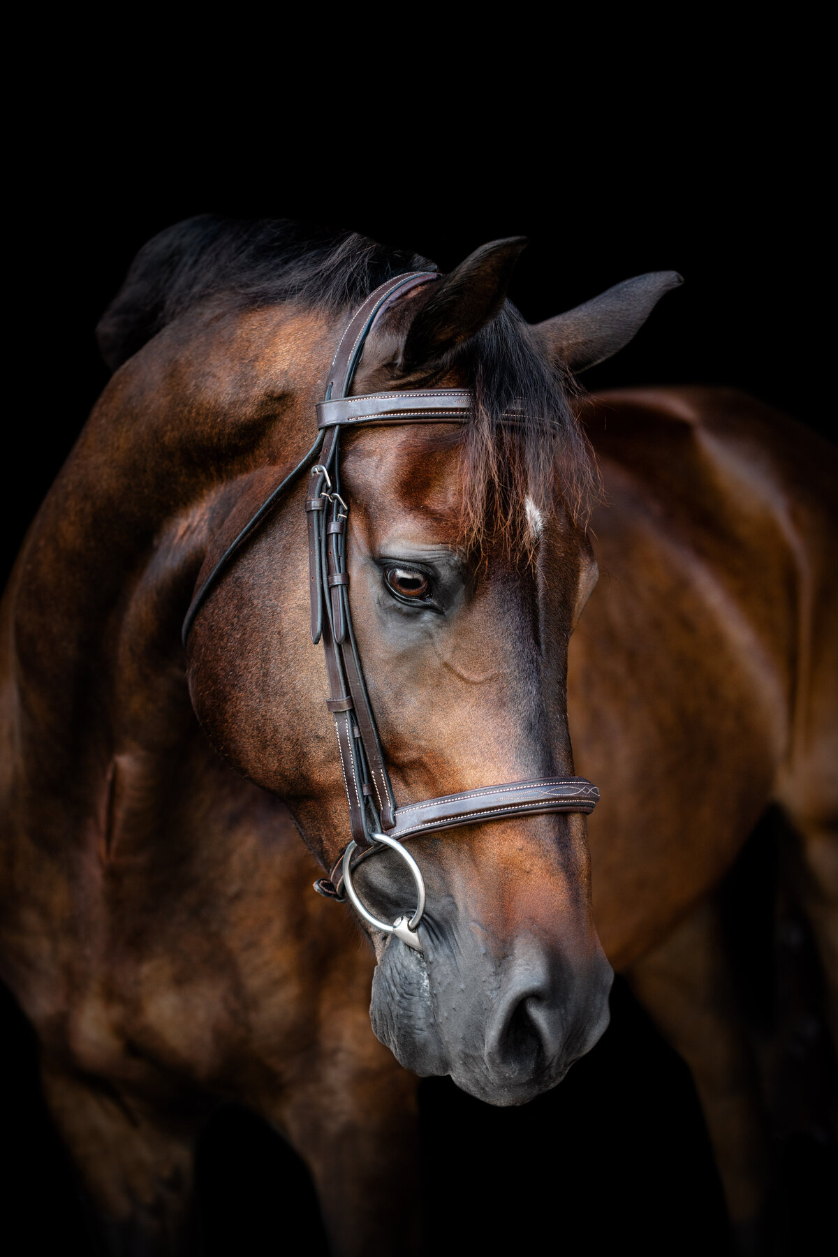 Dark bay dressage warmblood horse photographed in Wellington, FL.