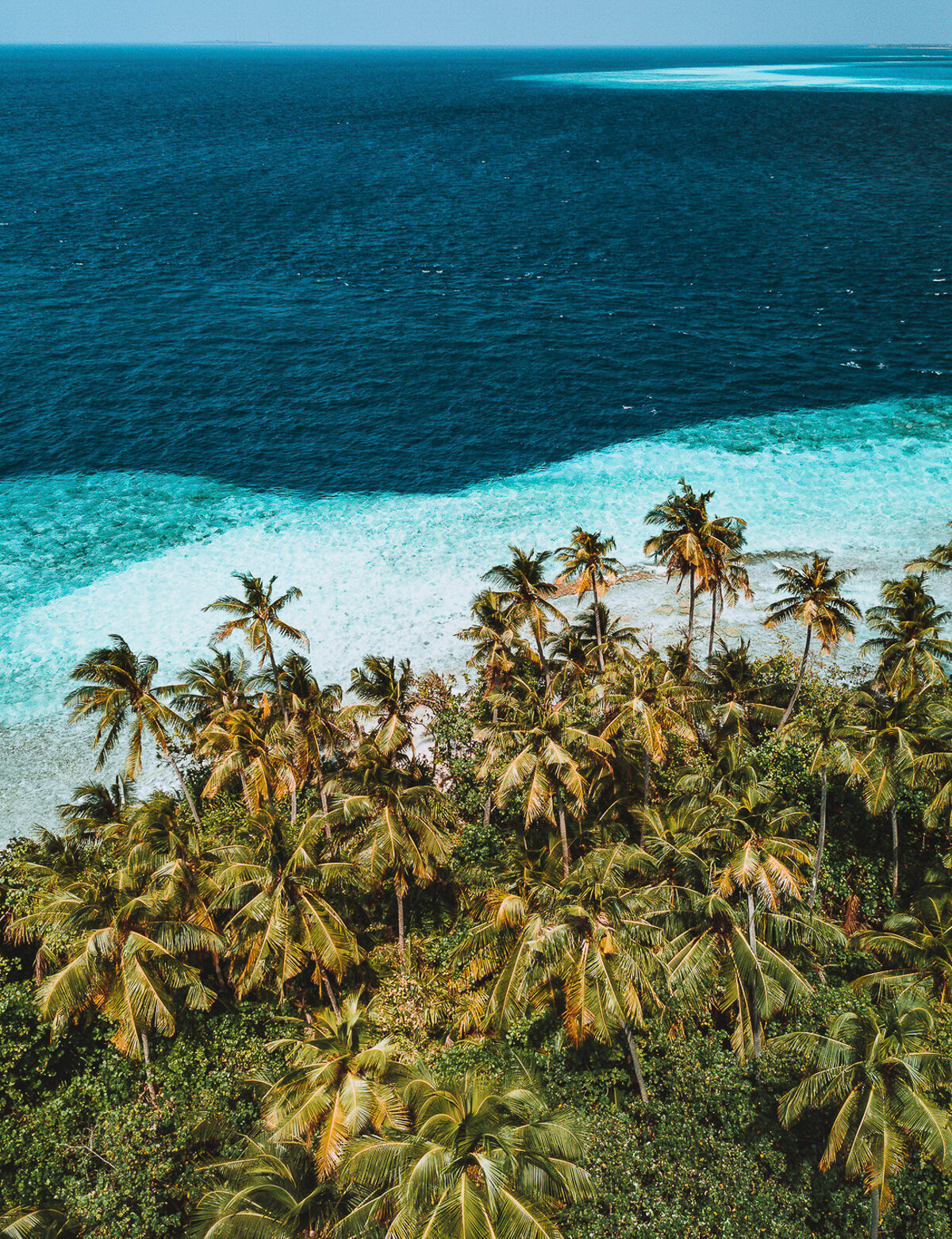 Palm Jungle, Maldives